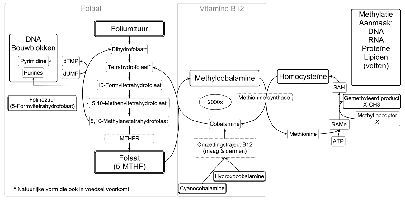 Gezond Eerlijkheid Oost Onderzoek Folaat - Vitamine B12 tekort